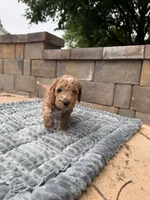 Orange collar puppy, a male Goldendoodle for sale in Grain Valley, MO – 4 of 10