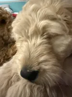 Violet-Purple collar girl, a female Goldendoodle for sale in Grain Valley, MO – 3 of 8