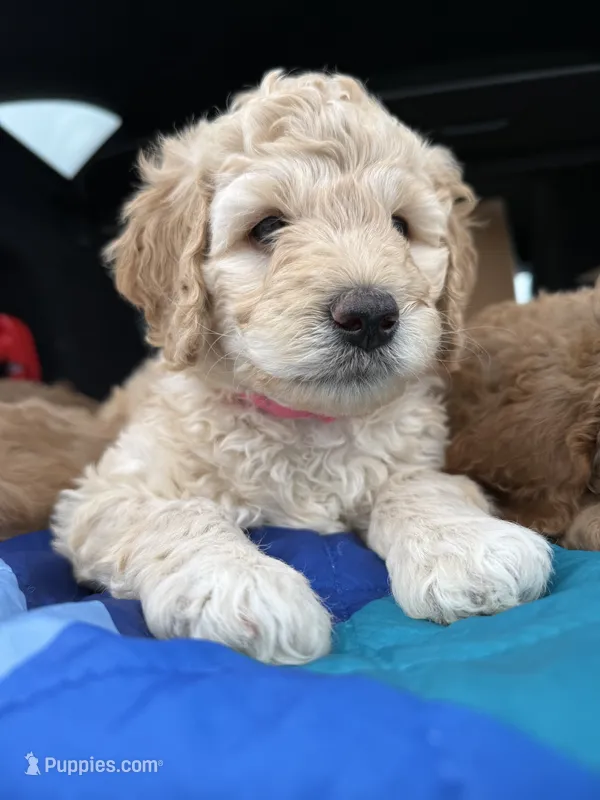 Pink collar puppy – Goldendoodle puppy for sale in Grain Valley, MO