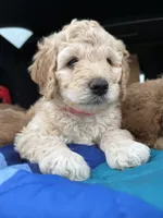 Pink collar puppy, a female Goldendoodle for sale in Grain Valley, MO – 1 of 5