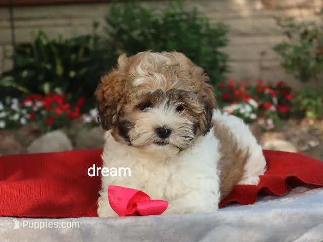 Sienna – Shihpoo puppy for sale in Boyd, WI