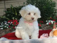 Rayna, a female Shihpoo for sale in Boyd, WI – 4 of 9