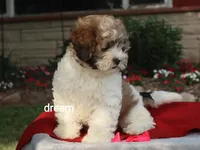 Sienna, a female Shihpoo for sale in Boyd, WI – 5 of 9