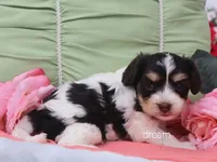 Harmony, a female Cavapoo for sale in Boyd, WI – 2 of 6