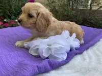 Hadley, a female Cavapoo for sale in Boyd, WI – 8 of 10