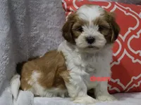 Esne, a female Shihpoo for sale in Boyd, WI – 3 of 4