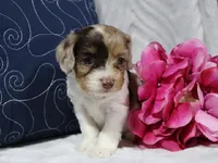 Eclipse, a female Cavapoo for sale in Boyd, WI – 4 of 7