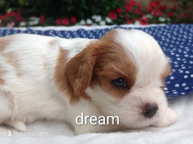 Dewey – Cavalier King Charles Spaniel puppy for sale in Boyd, WI