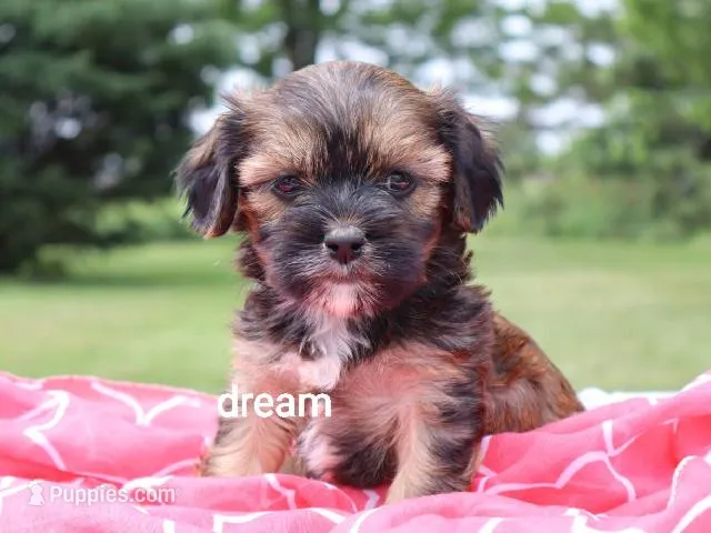Jolie – Cavalier King Charles Spaniel, Shih Tzu puppy for sale in Boyd, WI