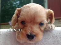 Laredo, a male Cavapoo for sale in Boyd, WI – 2 of 5