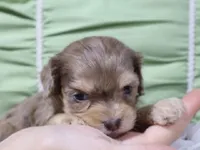 Leif, a male Cavapoo for sale in Boyd, WI – 3 of 4