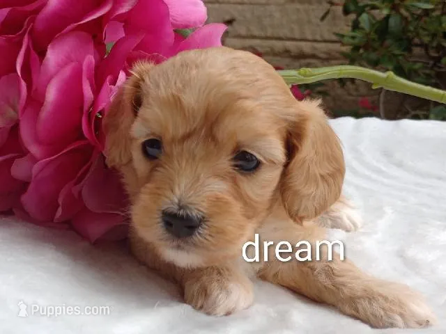 Hadley – Cavapoo puppy for sale in Boyd, WI