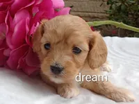 Hadley, a female Cavapoo for sale in Boyd, WI – 1 of 5
