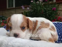 Dewey, a male Cavalier King Charles Spaniel for sale in Boyd, WI – 3 of 5