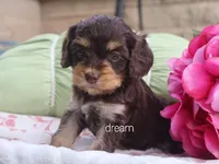 Anza, a female Cavapoo for sale in Boyd, WI – 1 of 5