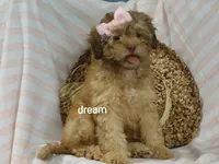 Sage, a female Shihpoo for sale in Boyd, WI – 1 of 6