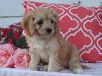 Hadley, a female Cavapoo for sale in Boyd, WI – 1 of 8