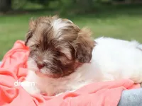 Skye, a female Shihpoo for sale in Boyd, WI – 2 of 5