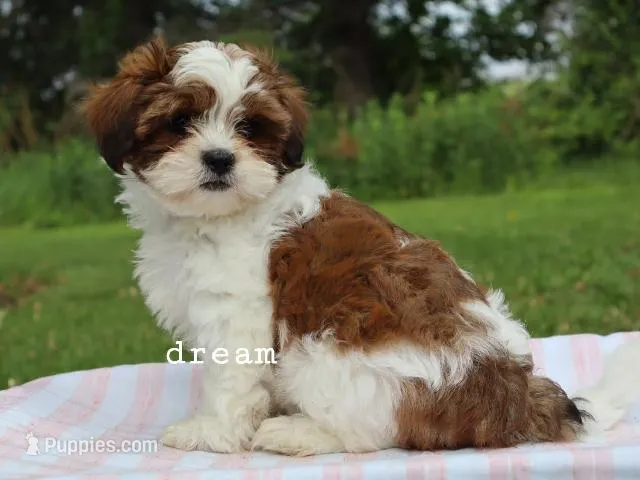 Loveda – Cavapoo, Shihpoo puppy for sale in Boyd, WI