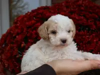 Conner, a male Cavapoo for sale in Boyd, WI – Photo 5 of 8