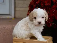 Conner, a male Cavapoo for sale in Boyd, WI – Photo 8 of 8
