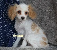 Conner, a male Cavapoo for sale in Boyd, WI – Photo 4 of 8