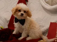 Conner, a male Cavapoo for sale in Boyd, WI – Photo 2 of 8