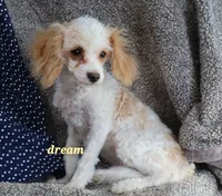 Conner, a male Cavapoo for sale in Boyd, WI – Photo 1 of 8