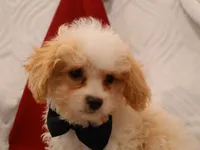 Conner, a male Cavapoo for sale in Boyd, WI – Photo 3 of 8