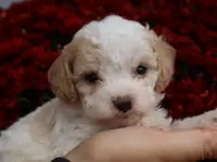 Conner, a male Cavapoo for sale in Boyd, WI – Photo 6 of 8