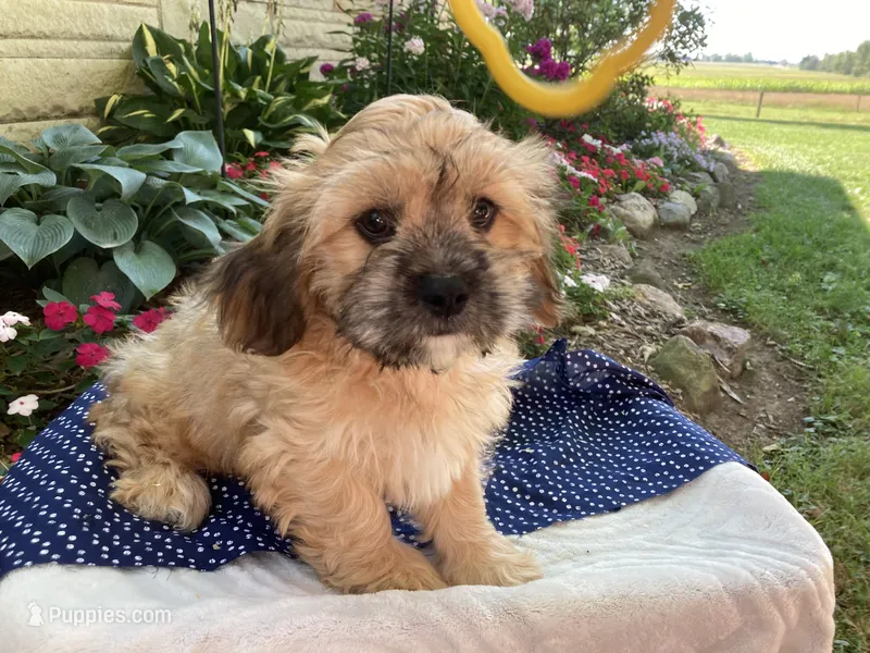 Wynn – Cavalier King Charles Spaniel, Shih Tzu puppy for sale in Boyd, WI