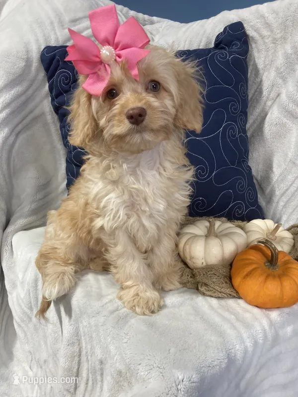 Apphia – Cavapoo puppy for sale in Boyd, WI