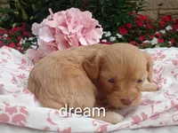 Apphia, a female Cavapoo for sale in Boyd, WI – 1 of 6