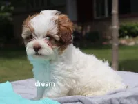 Clay, a male Shihpoo for sale in Boyd, WI – 6 of 6