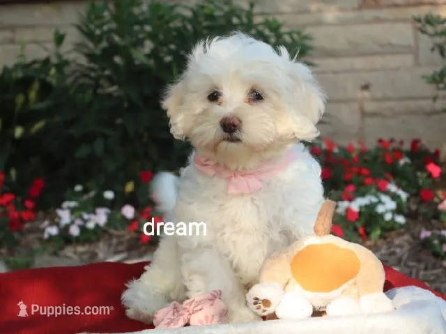 Rayna – Shihpoo puppy for sale in Boyd, WI