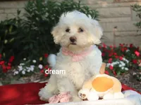 Rayna, a female Shihpoo for sale in Boyd, WI – 2 of 9