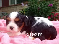 Tiara, a female Cavalier King Charles Spaniel for sale in Boyd, WI – 5 of 5