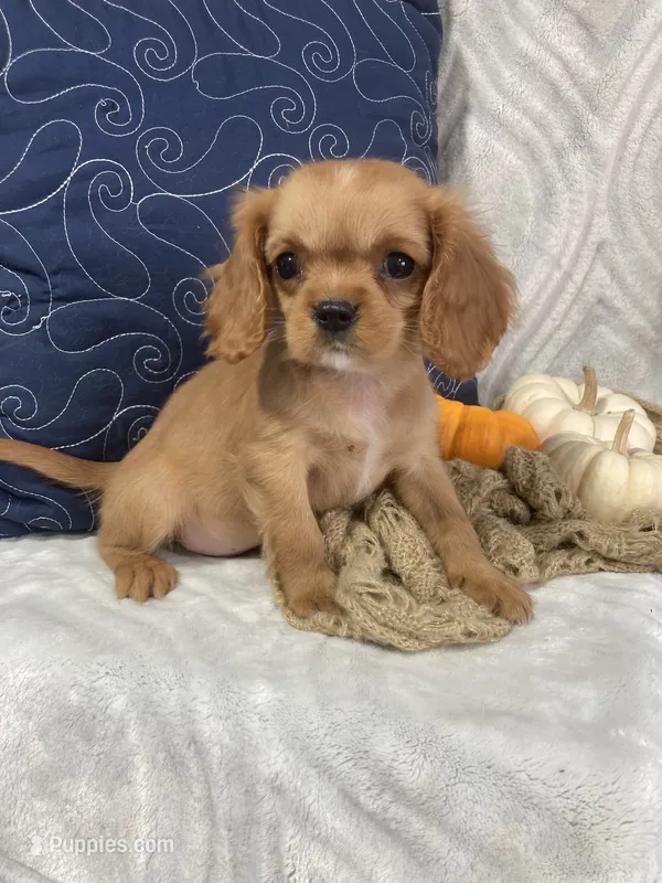 Chase  – Cavalier King Charles Spaniel puppy for sale in Boyd, WI
