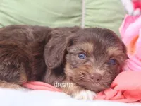 Poem, a female Cavapoo for sale in Boyd, WI – 3 of 6