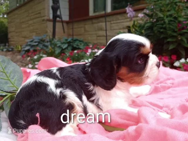 Tiara – Cavalier King Charles Spaniel puppy for sale in Boyd, WI