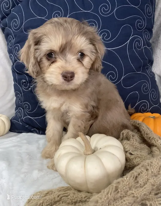 Leif – Cavapoo puppy for sale in Boyd, WI