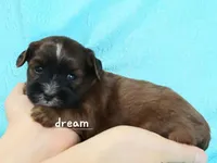 Elon, a male Cavapoo and Shihpoo for sale in Boyd, WI – Photo 4 of 4