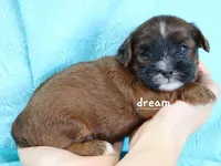 Elon, a male Cavapoo and Shihpoo for sale in Boyd, WI – Photo 1 of 4