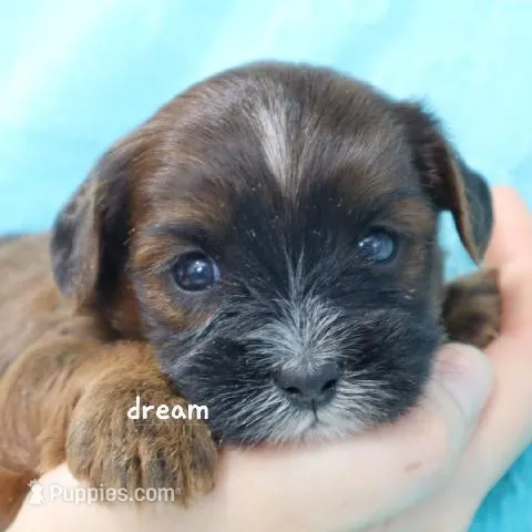 Elon – Cavapoo, Shihpoo puppy for sale in Boyd, WI