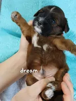 Elon, a male Cavapoo and Shihpoo for sale in Boyd, WI – Photo 3 of 4