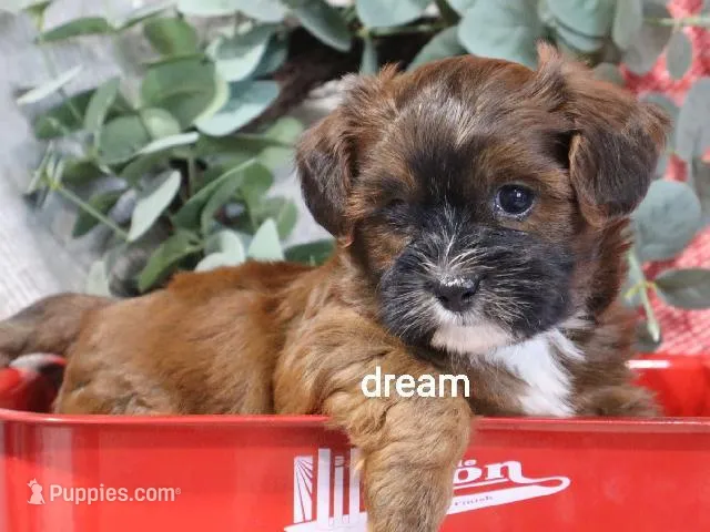 Elon – Cavapoo, Shihpoo puppy for sale in Boyd, WI