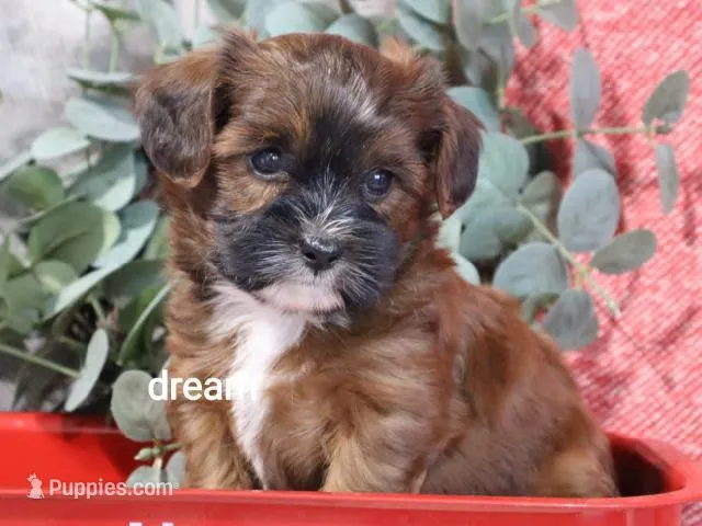 Elon – Cavapoo, Shihpoo puppy for sale in Boyd, WI