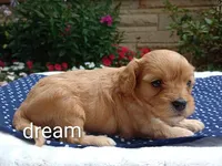 Laredo, a male Cavapoo for sale in Boyd, WI – 5 of 5