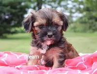 Jolie, a female Cavalier King Charles Spaniel and Shih Tzu for sale in Boyd, WI – 2 of 6