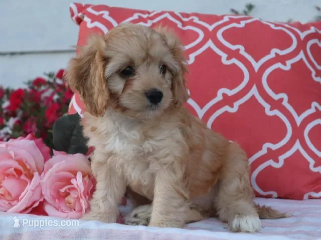 Hadley – Cavapoo puppy for sale in Boyd, WI